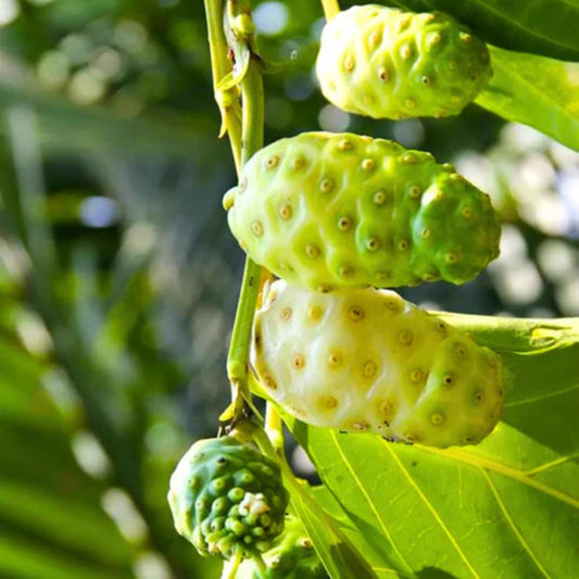 Bees Plant Hub Noni/Cheese (Morinda citrifolia) Medicinal Live Plant