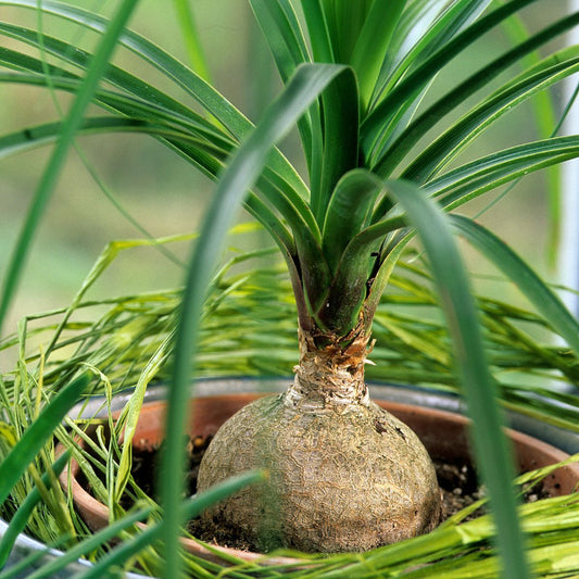 Bees Plant Hub Ponytail (Nolina) Palm Ornamental Live Plant
