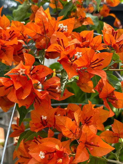 Bees Plant Hub Bougainvillea Orange (Paper Flower) Flowering Live Plant