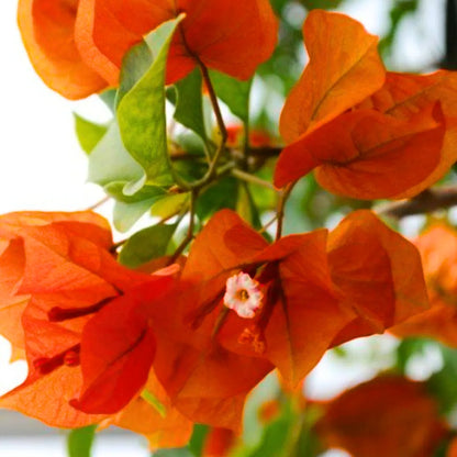 Bees Plant Hub Bougainvillea Orange (Paper Flower) Flowering Live Plant