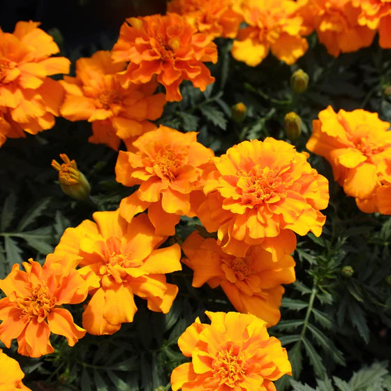 Bees Plant Hub Light Orange Marigold All Time Flowering Live Plant