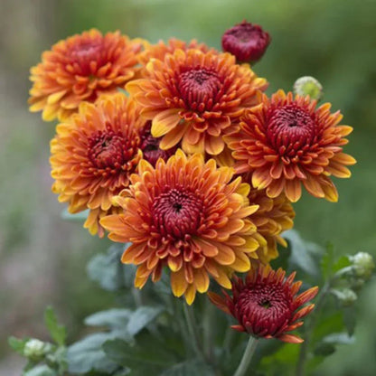 Bees Plant Hub Dwarf Salmon Pink Chrysanthemum Flowering Live Plant - Pot with Flowers