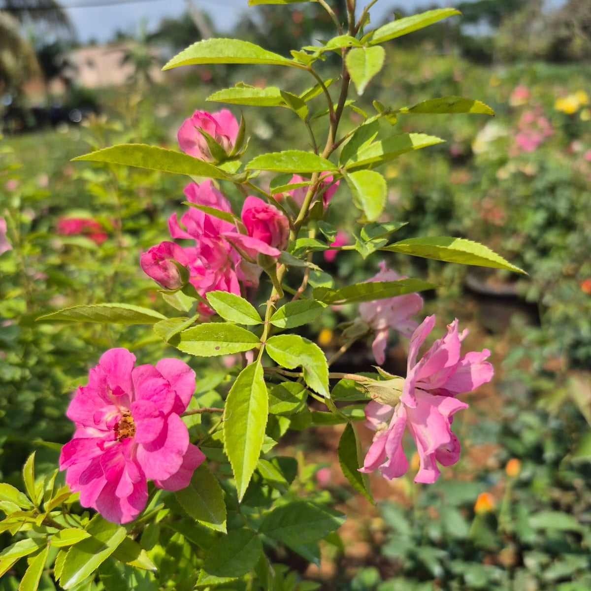 Bees Plant Hub Orchid Rose Live Plant - With Pot