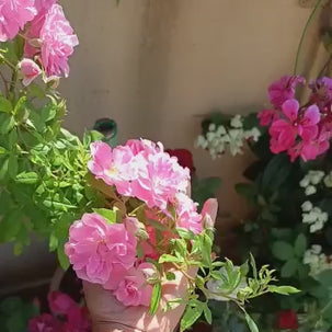 Bees Plant Hub Orchid Rose Live Plant - With Pot