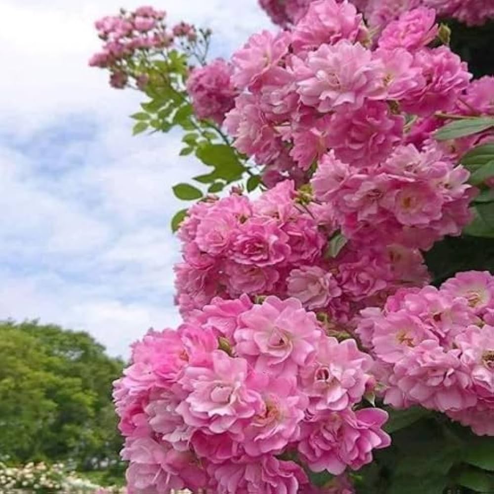 Bees Plant Hub Orchid Rose Live Plant - With Pot