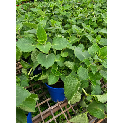 Bees Plant Hub Indian Oregano (Coleus amboinicus) Medicinal Live Plant