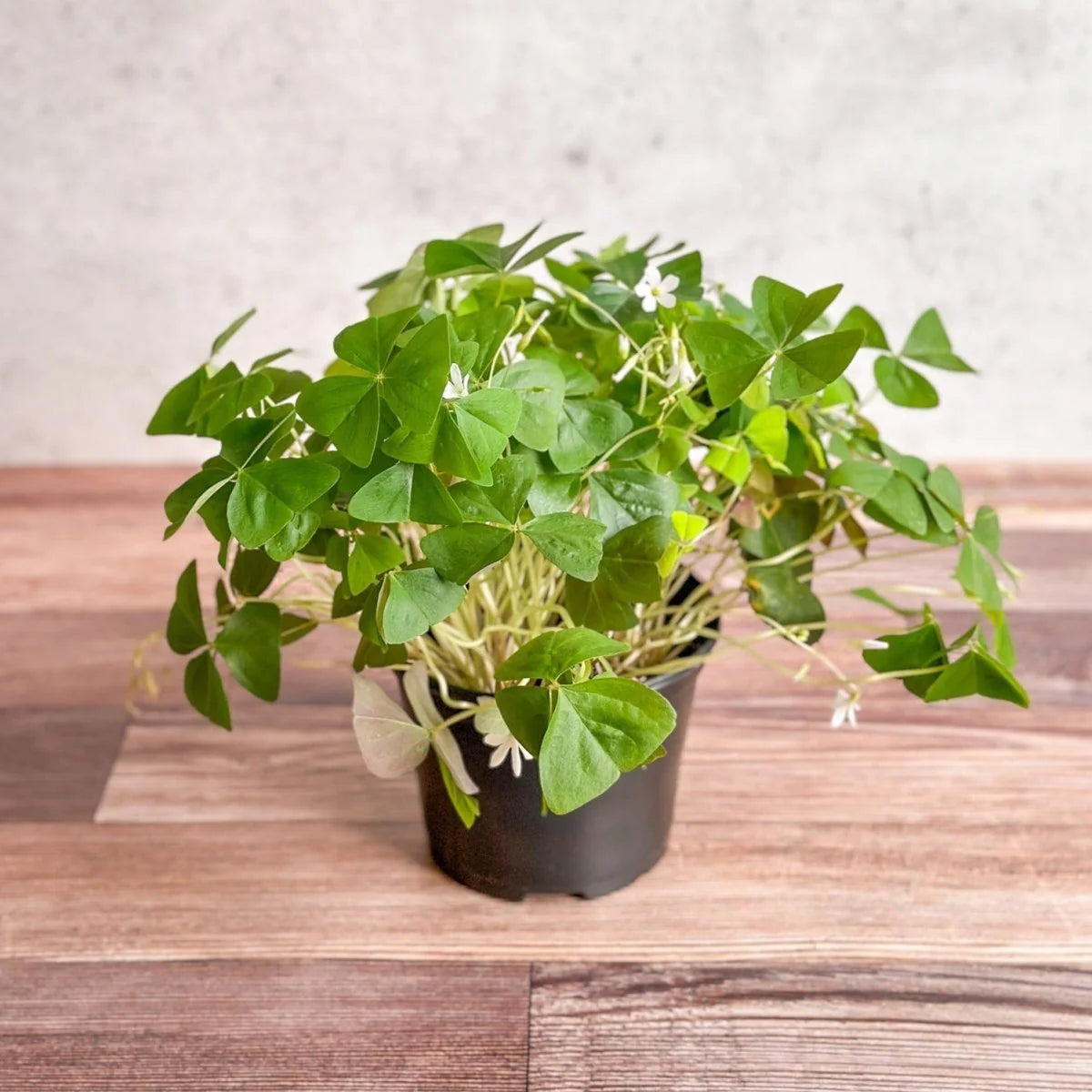 Bees Plant Hub Oxalis Green Indoor Live Plant