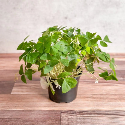 Bees Plant Hub Oxalis Green Indoor Live Plant