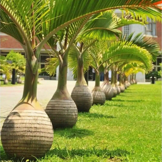 Bees Plant Hub Champagne Palm Ornamental Live Plant
