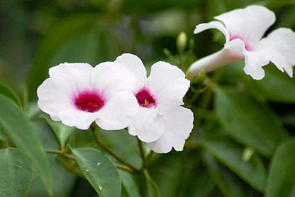Bees Plant Hub Pandora Jasminoids White Flowering Live Plant - Variegated Leaves