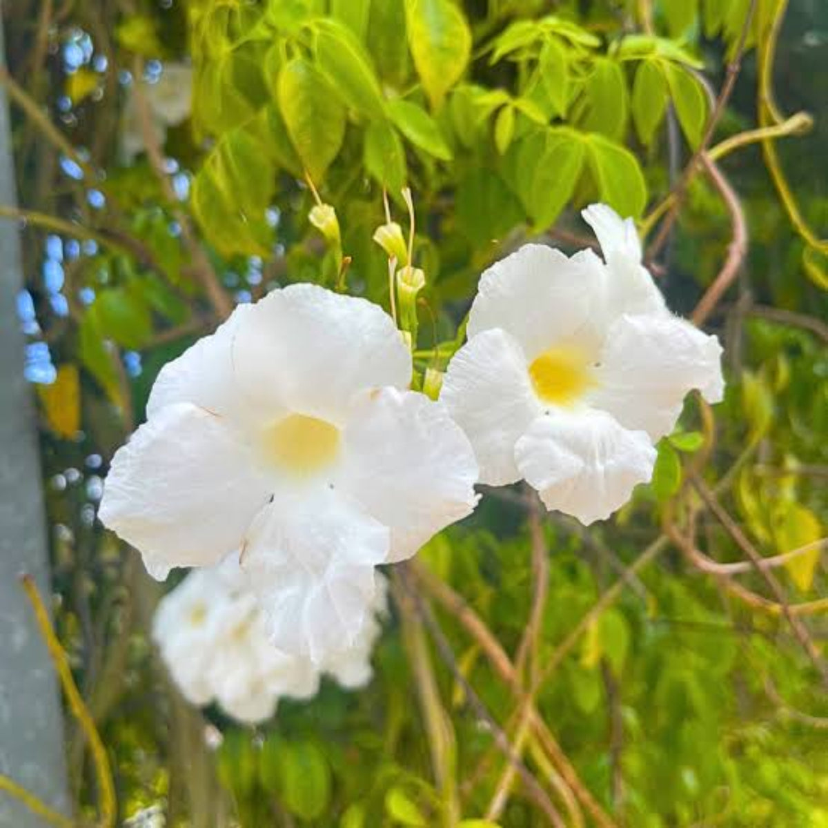 Bees Plant Hub Pandora Jasminoids White Flowering Live Plant - Green Leaves