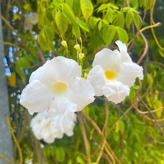 Bees Plant Hub Pandora Jasminoids White Flowering Live Plant - Green Leaves