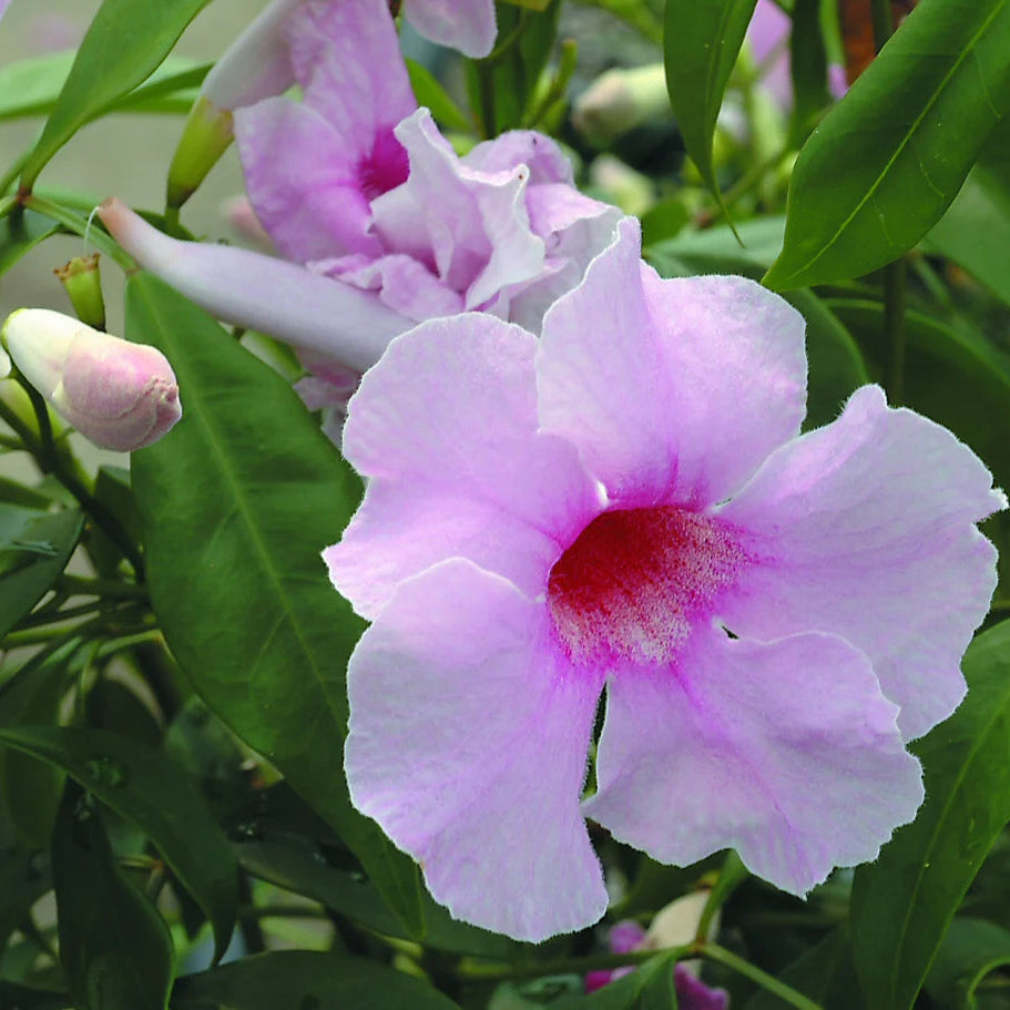 Bees Plant Hub Pandora Jasminoids Pink Flowering Live Plant - Green Leaves