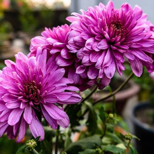 Bees Plant Hub Dwarf Pink Chrysanthemum Flowering Live Plant - Pot with Flowers