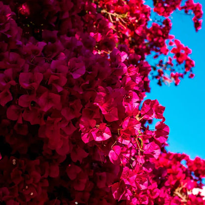 Bees Plant Hub Bougainvillea Pink (Paper Flower) Flowering Live Plant