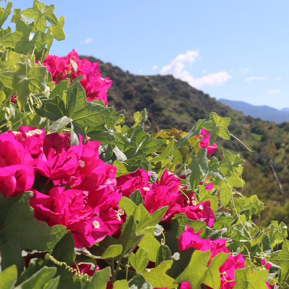 Bees Plant Hub Bougainvillea Pink (Paper Flower) Flowering Live Plant