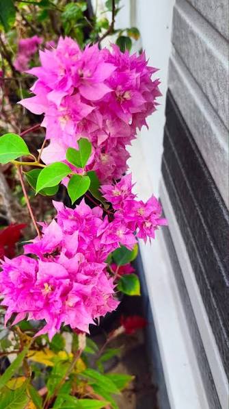 Bees Plant Hub Bougainvillea Pink Multi Petal (Paper Flower) Flowering Live Plant