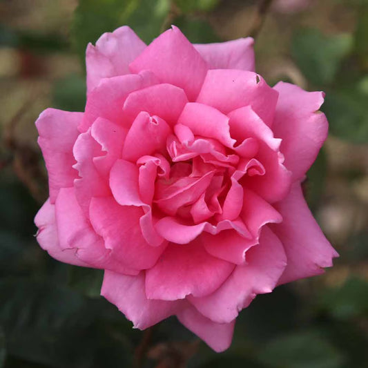 Bees Plant Hub Pink Rose Grafted Live Plant