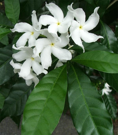 Bees Plant Hub Nandyarvattam / Pinwheel Fragrant All Time Flowering Live Plant