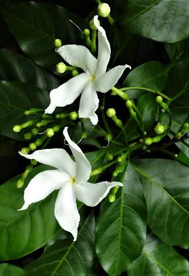 Bees Plant Hub Nandyarvattam / Pinwheel Fragrant All Time Flowering Live Plant