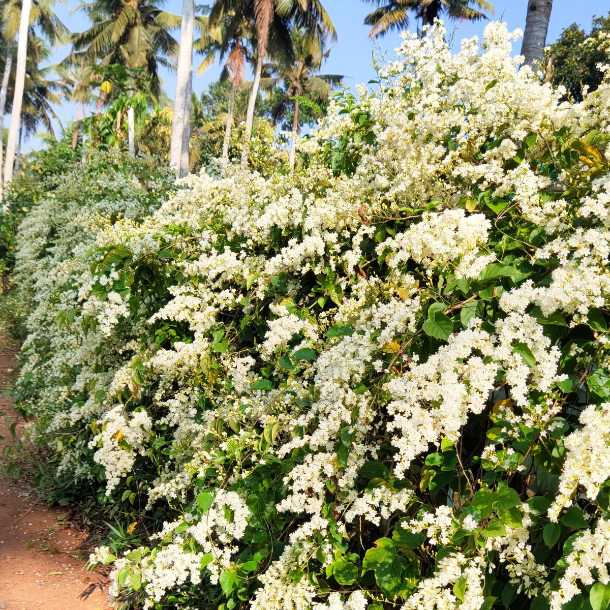Bees Plant Hub Porana Paniculata (Manimulla) Layered Live Plant