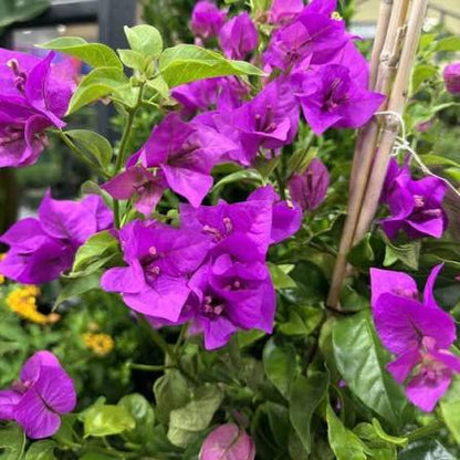 Bees Plant Hub Bougainvillea Purple (Paper Flower) Flowering Live Plant