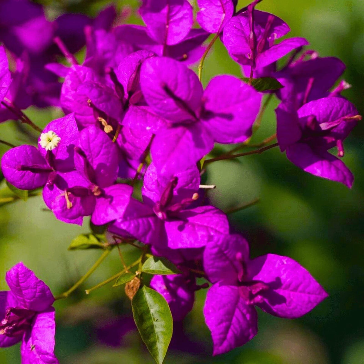 Bees Plant Hub Bougainvillea Purple (Paper Flower) Flowering Live Plant