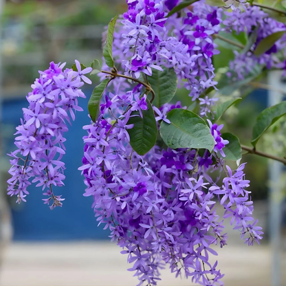 Bees Plant Hub Purple Wreath, Sandpaper Vine (Petrea volubilis) Layered Live Plant