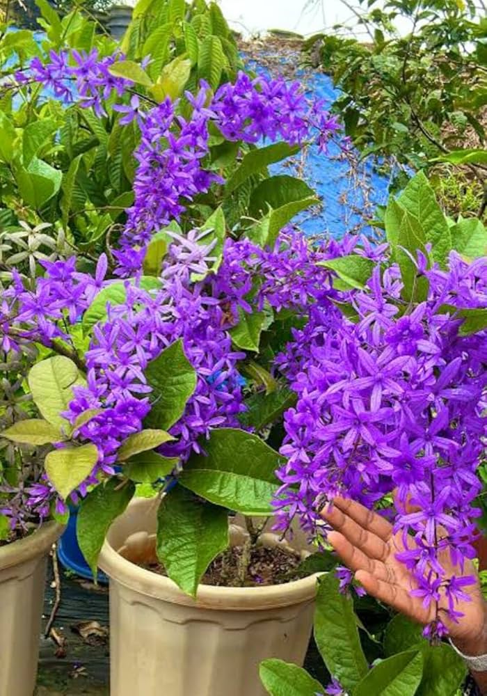 Bees Plant Hub Purple Wreath, Sandpaper Vine (Petrea volubilis) Layered Live Plant