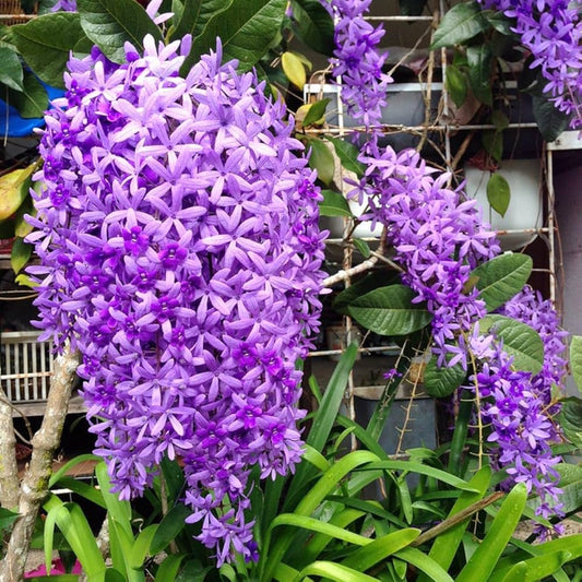 Bees Plant Hub Purple Wreath, Sandpaper Vine (Petrea volubilis) Layered Live Plant