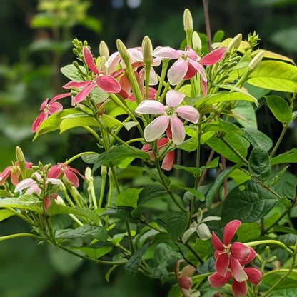 Bees Plant Hub Bush Rangoon Dwarf Madhumalti (Combretum indicum) All Time Flowering Live Plant