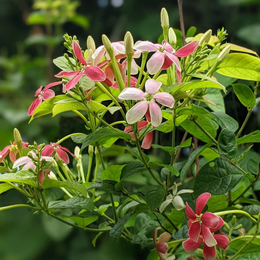 Bees Plant Hub Bush Rangoon Dwarf Madhumalti (Combretum indicum) All Time Flowering Live Plant