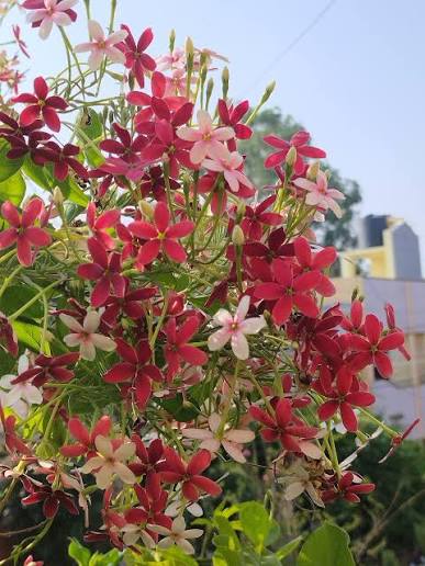 Bees Plant Hub Bush Rangoon Dwarf Madhumalti (Combretum indicum) All Time Flowering Live Plant