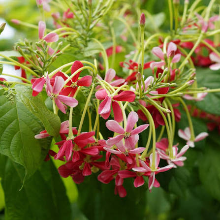 Bees Plant Hub Bush Rangoon Dwarf Madhumalti (Combretum indicum) All Time Flowering Live Plant