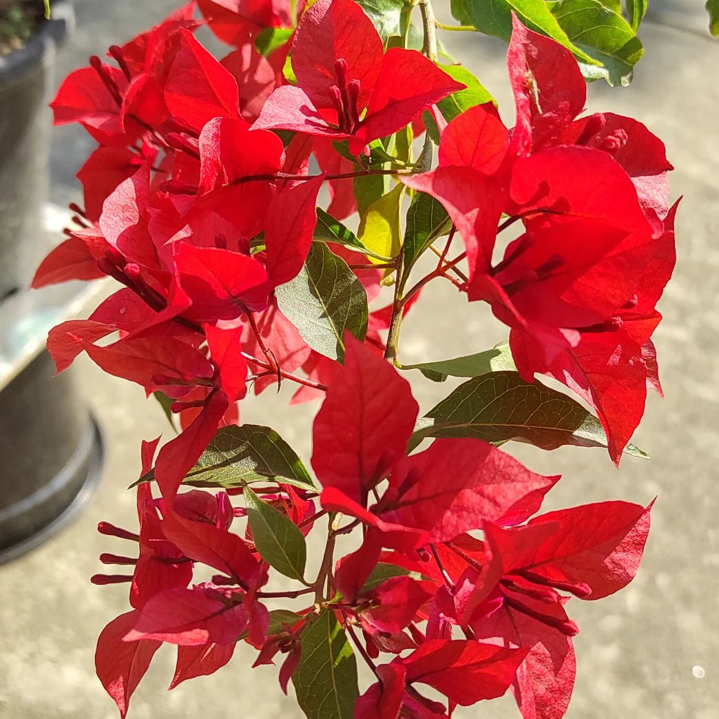 Bees Plant Hub Bougainvillea Red (Paper Flower) Flowering Live Plant