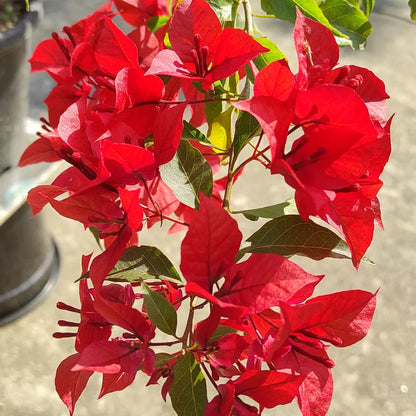 Bees Plant Hub Bougainvillea Red (Paper Flower) Flowering Live Plant