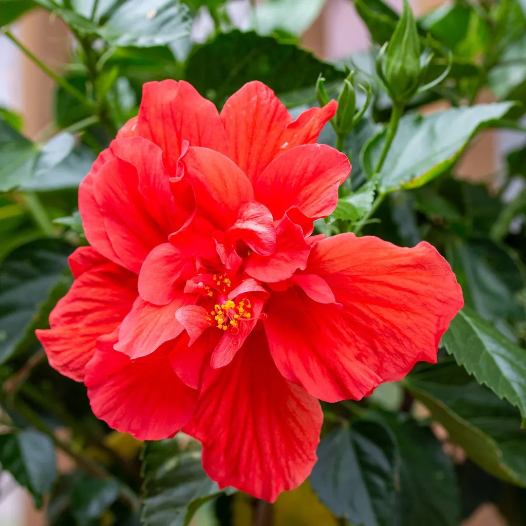 Bees Plant Hub Red Dragon Hibiscus All Time Flowering Live Plant with Flower