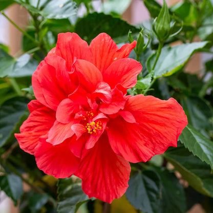 Bees Plant Hub Red Dragon Hibiscus All Time Flowering Live Plant with Flower