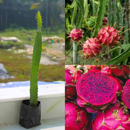 Bees Plant Hub Dragon Fruit Original Red Sweet Variety Rooted Plant