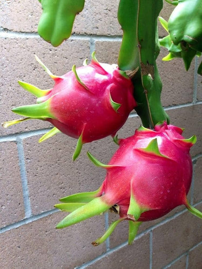 Bees Plant Hub Dragon Fruit Original Red Sweet Variety Rooted Plant