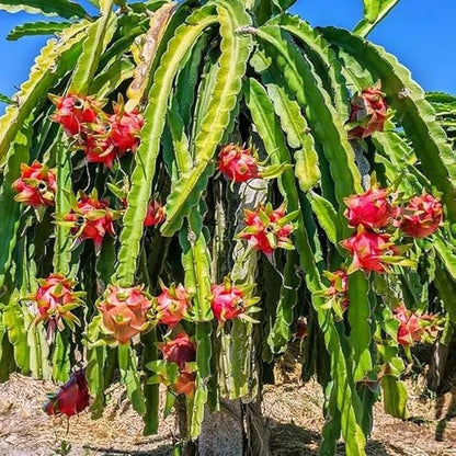 Bees Plant Hub Dragon Fruit Original Red Sweet Variety Rooted Plant