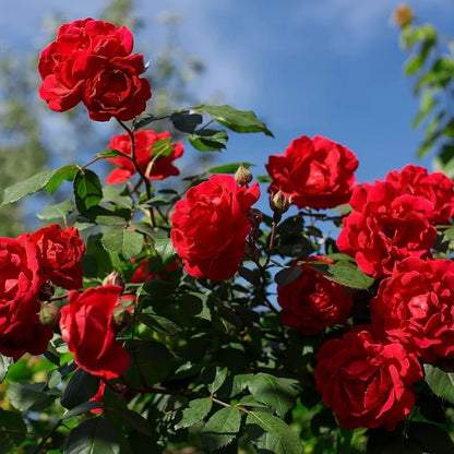 Bees Plant Hub Red Kashmiri Rose Live Plant