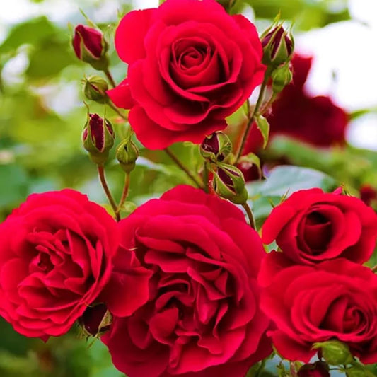 Bees Plant Hub Red Pinocchio Rose Grafted Live Plant
