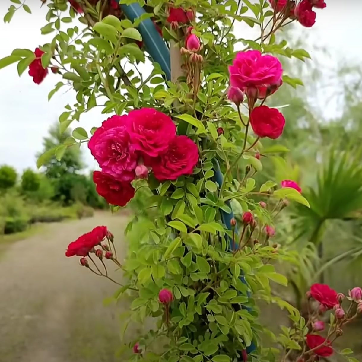 Bees Plant Hub Red, White & Pink Creeper/ Climbing Rose Combo Live Plant