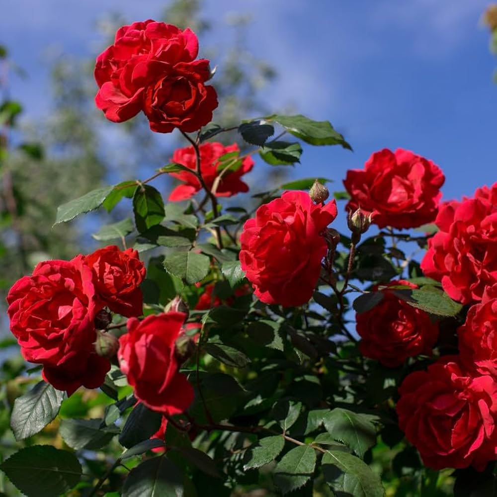 Bees Plant Hub Red Rose Grafted Live Plant