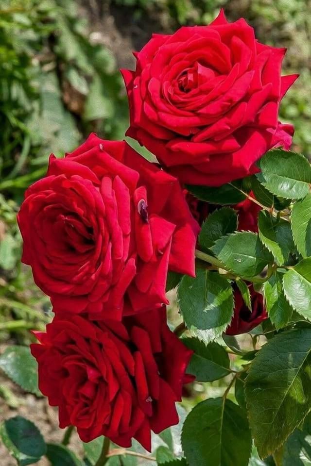 Bees Plant Hub Red Rose Grafted Live Plant