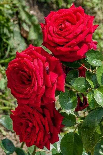 Bees Plant Hub Red Rose Grafted Live Plant