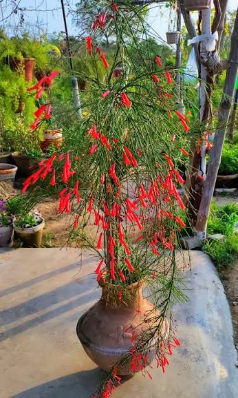 Bees Plant Hub Red Firecracker (Russelia equisetiformis) Flowering Live Plant