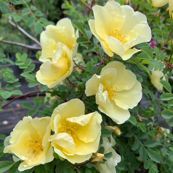 Bees Plant Hub Rosa Hugonis Flowering Grafted Live Plant with Flower