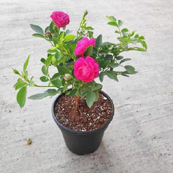 Bees Plant Hub Miniature Dark Pink Button Rose Live Plant